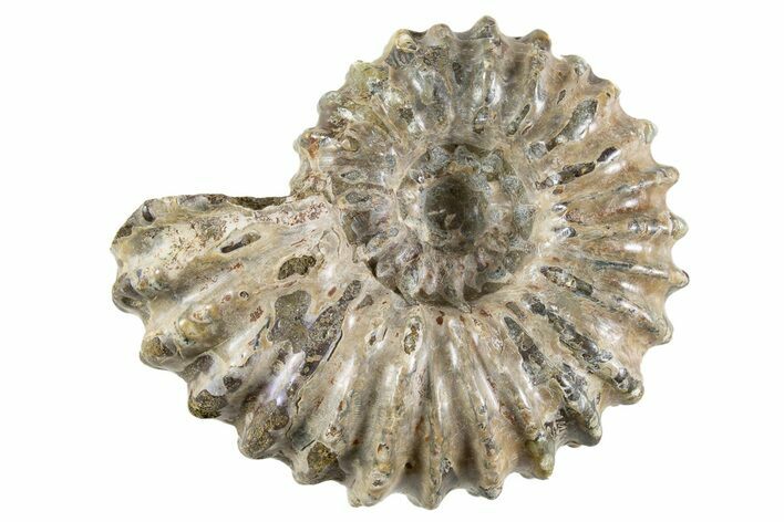 Bumpy Ammonite (Douvilleiceras) Fossil - Madagascar #343815